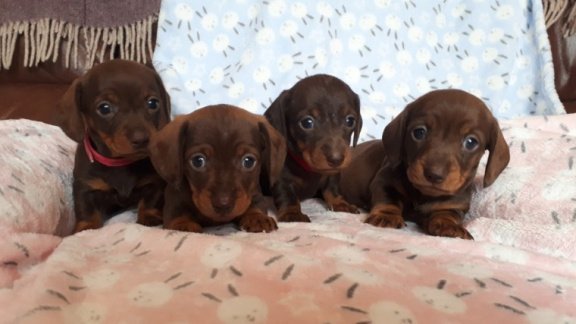 Miniatuur Daschund-puppy's - 1