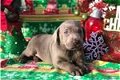 Prachtige Labrador-puppy's - 1 - Thumbnail