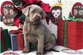 Prachtige Labrador-puppy's - 2 - Thumbnail