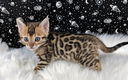 Bengaalse kittens beschikbaar23............,,,,........ - 1 - Thumbnail