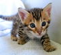 Mooie Bengaalse kittens..................,,......,........... - 1 - Thumbnail