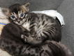 Mooie Bengaalse kittens..................,,......,........... - 2 - Thumbnail