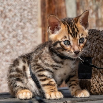 kinderen beste vriend Bengaalse kittens................. - 1