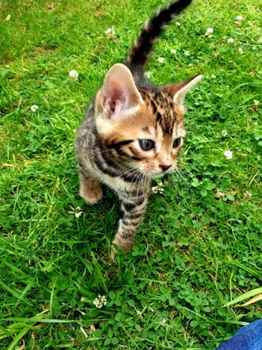 kinderen beste vriend Bengaalse kittens................. - 2