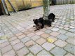 mooie hollandseherder pups - 1 - Thumbnail