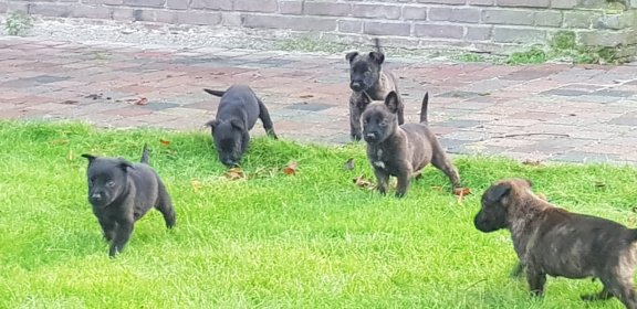 mooie hollandseherder pups - 4