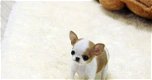 Chihuahua toy puppy // /// chihuahua toy puppy male and female beschikbaar - 1 - Thumbnail