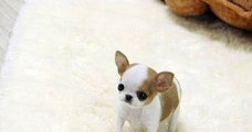 Chihuahua toy puppy // /// chihuahua toy puppy male and female beschikbaar