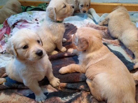 Registered Golden Retriever puppies - 1