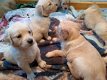 Registered Golden Retriever puppies - 1 - Thumbnail
