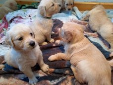 Registered Golden Retriever puppies