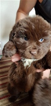 Registered Newfoundland puppies for sale - 1