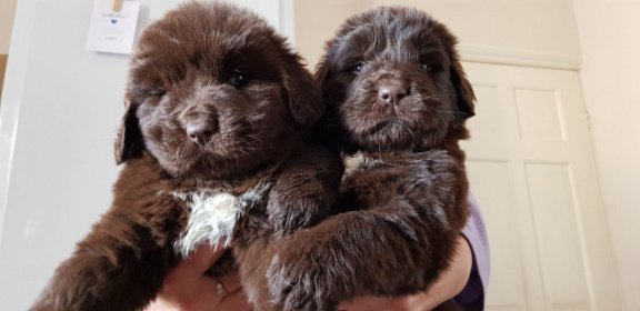 Registered Newfoundland puppies for sale - 2