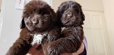 Registered Newfoundland puppies for sale - 2 - Thumbnail