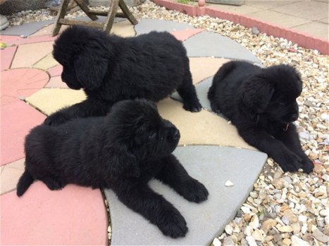 Geregistreerde Newfoundland-puppy's te koop - 1