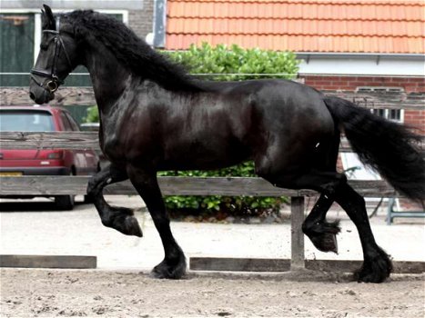 Fries paard, 8 jaar oud, op zoek naar een nieuwe jockey. geweldig karakter, mooie beweging, intellig - 1