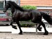 Fries paard, 8 jaar oud, op zoek naar een nieuwe jockey. geweldig karakter, mooie beweging, intellig - 1 - Thumbnail