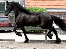 Fries paard, 8 jaar oud, op zoek naar een nieuwe jockey. geweldig karakter, mooie beweging, intellig