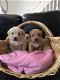 Mannelijke en vrouwelijke Maltipoo-puppy's te koop - 1 - Thumbnail