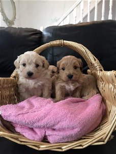 Mannelijke en vrouwelijke Maltipoo-puppy's te koop