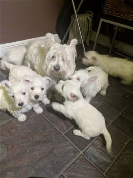 West Highland Terrier puppies for sale - 1