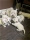West Highland Terrier puppies for sale - 1 - Thumbnail
