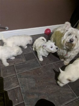 West Highland Terrier puppies for sale - 2