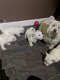 West Highland Terrier puppies for sale - 2 - Thumbnail