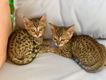 Mannelijke en vrouwelijke Bengaalse kittens hebben een nieuw thuis nodig.//..///,,,,..;;;/// - 1 - Thumbnail