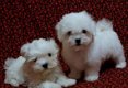 Maltese puppy's ter adoptie - 1 - Thumbnail