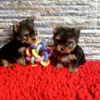 Yorkie puppy's - 1