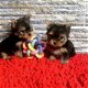 Yorkie puppy's - 1 - Thumbnail