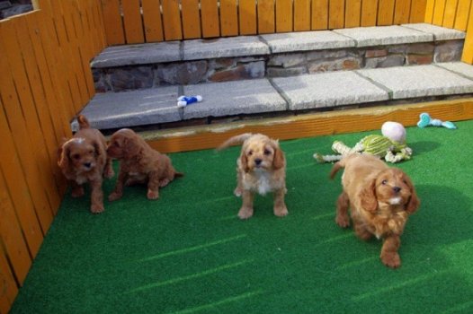 Schitterende Cavapoo-puppy's - 1