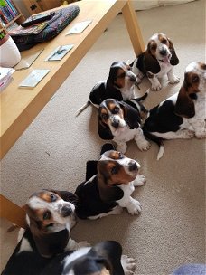 Basset Hound Pups !!