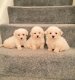 Bichon Frise-puppy's - 1 - Thumbnail