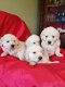 Golden Retriever-puppy's - 1 - Thumbnail