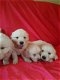 Golden Retriever-puppy's - 2 - Thumbnail