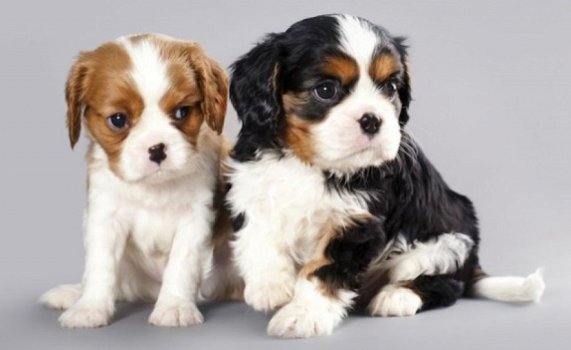 Cavalier King Charles-puppy's - 1
