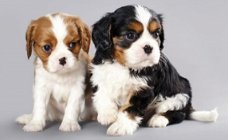 Cavalier King Charles-puppy's