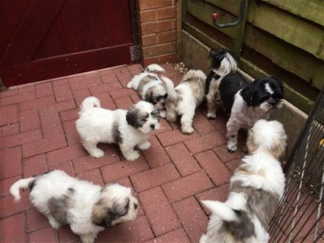 Shih Tzu-puppy's zoeken daar voor altijd naar huis. - 1