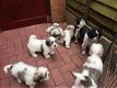 Shih Tzu-puppy's zoeken daar voor altijd naar huis. - 1 - Thumbnail