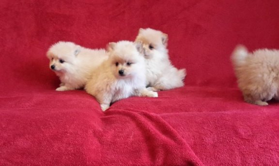 Verbluffende Pomeraniaanse puppy's - 1