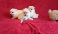 Verbluffende Pomeraniaanse puppy's