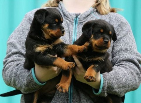 Thuis opgevoede Rottweiler-puppy's voor herhuisvesting - 1