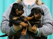 Thuis opgevoede Rottweiler-puppy's voor herhuisvesting - 1 - Thumbnail