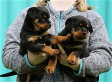 Thuis opgevoede Rottweiler-puppy's voor herhuisvesting