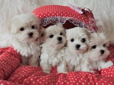 Theekopje Maltese puppies beschikbaar voor adoptie