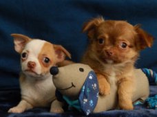 Chihuahua pupjes te koop!