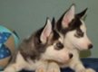 Siberische husky pups te koop! - 1 - Thumbnail