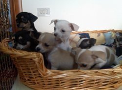 Prachtige chihuahua pups - 1